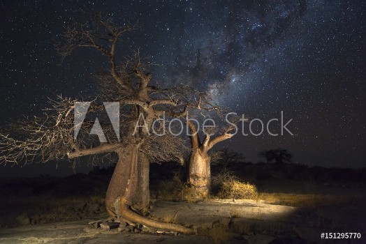 Picture of Baobab trees and the milkyway